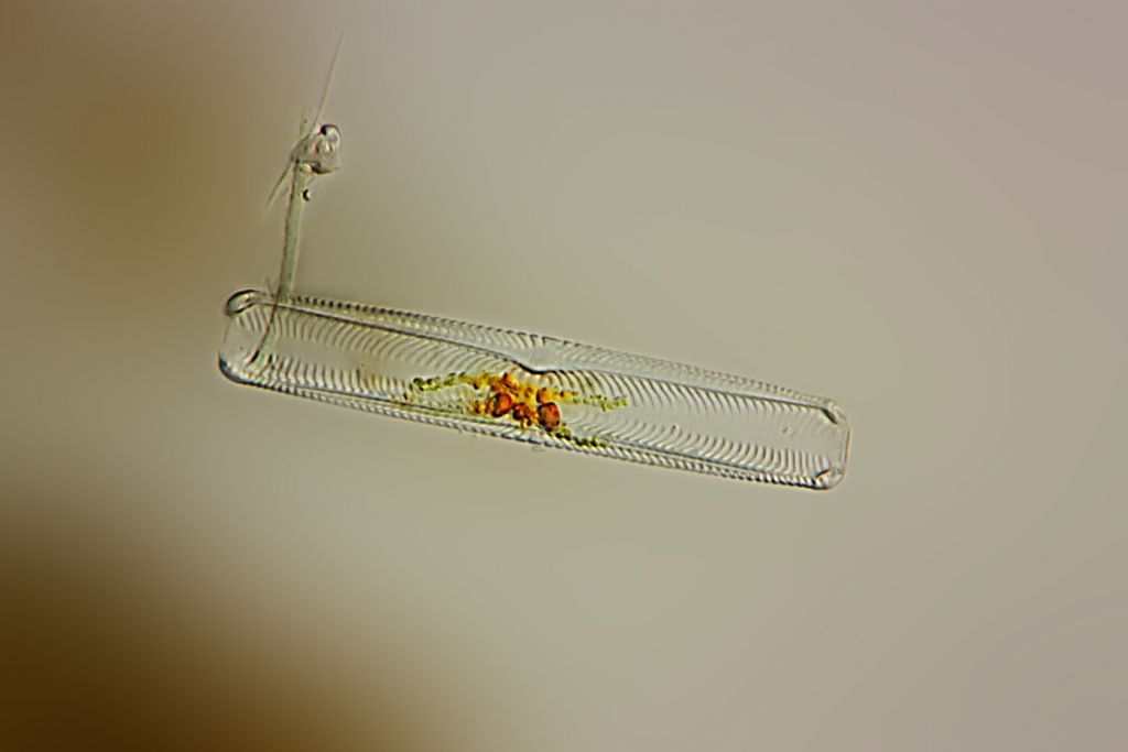Fragilaria